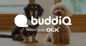 buddiQ